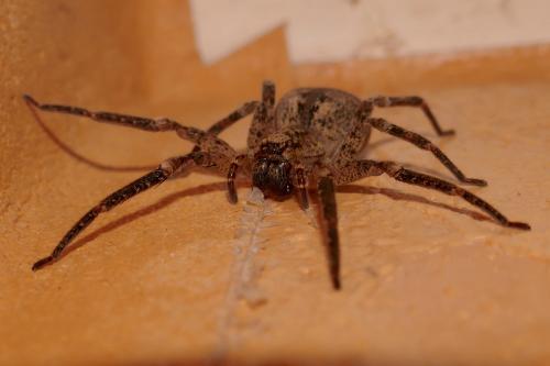 Zoropsis spinimana
